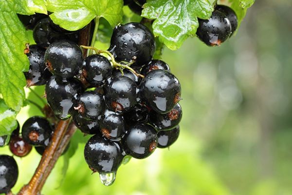 Смородина Сокровище – вкусные ягоды на дачном участке