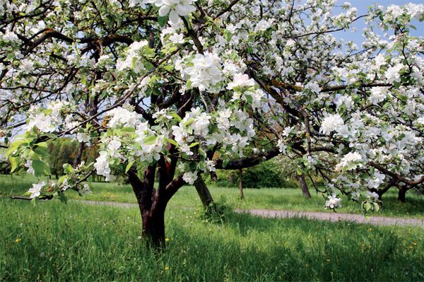 Технология посадки яблони саженцами весной