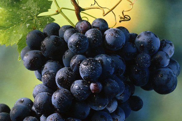 Виноград – это ягода, фрукт или все-таки овощ