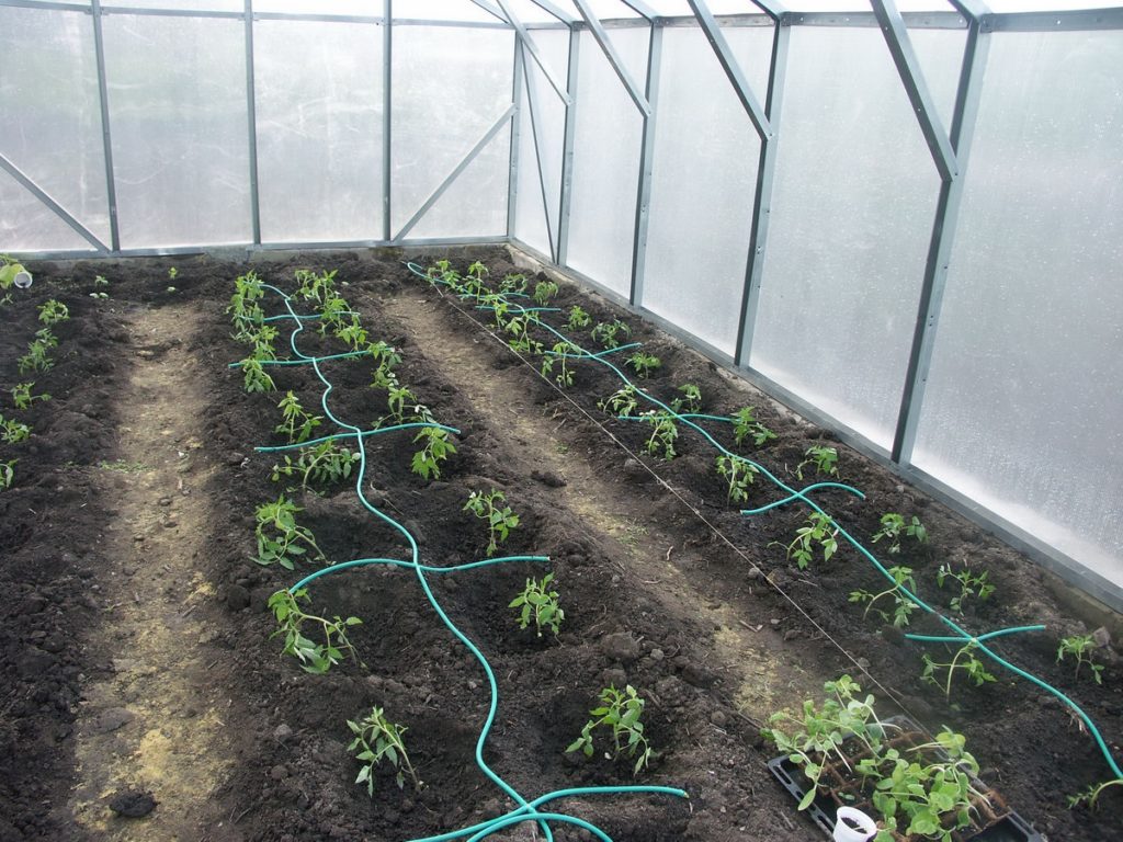 Высадка помидор в теплицу из поликарбоната: подготовка почвы и сроки посадки