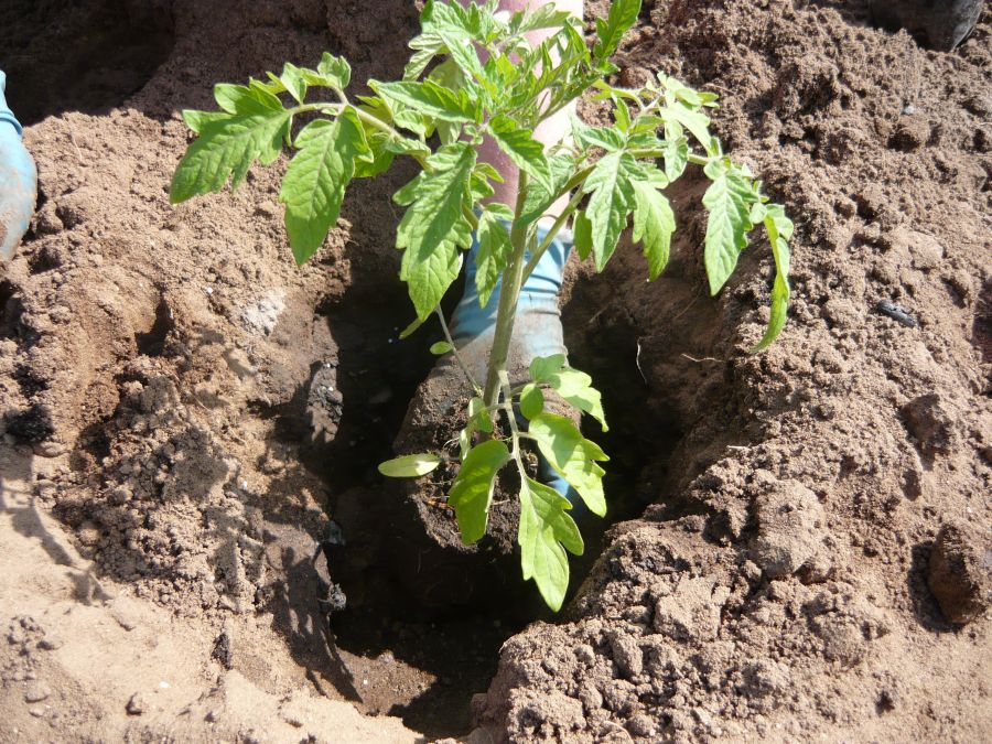 Высадка помидор в теплицу из поликарбоната: подготовка почвы и сроки посадки