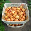Зимний лук: выбор сорта, выращивание и уход