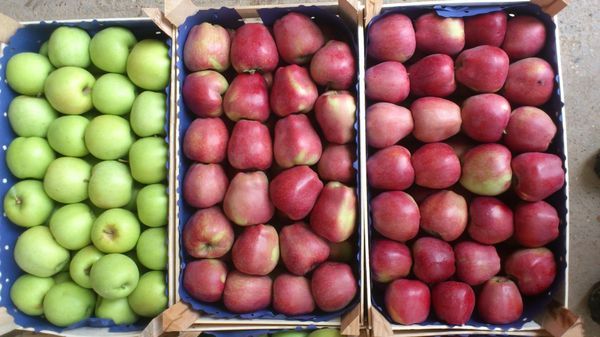 9 способов хранения яблок в домашних условиях на зиму