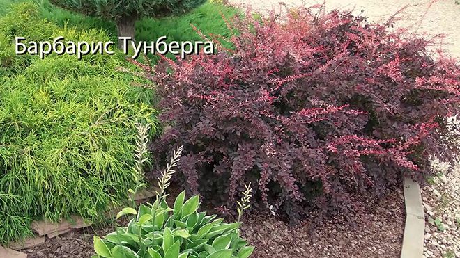 Барбарис: фото кустарника и описание, как выглядит кусты разных видов, фотографии цветов и ягод