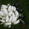 Белый баклажан: описание сортов и выбор семян