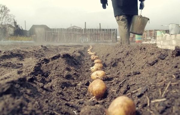 Благоприятные дни для посадки картофеля в 2023 году