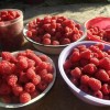 Болезни и вредители малины: чем обработать