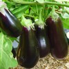 Как бороться с паутинными клещами на баклажанах?