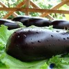 Как бороться с паутинными клещами на баклажанах?