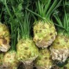 Как хранить корневой сельдерей: основные правила