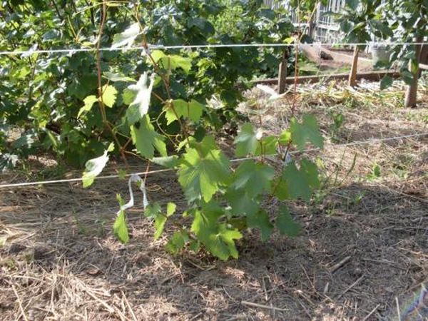 Как правильно подвязать лозу винограда