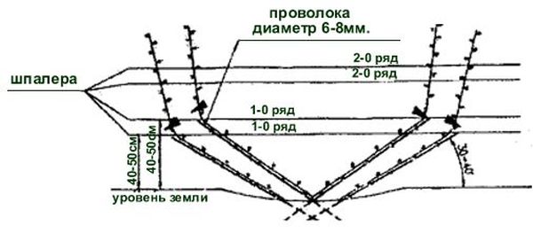 Виноград подвязка на шпалеры схема и описание