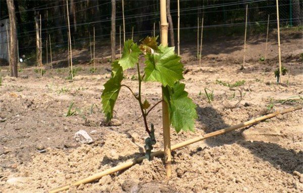 Как правильно выбрать сорт и посадить виноград