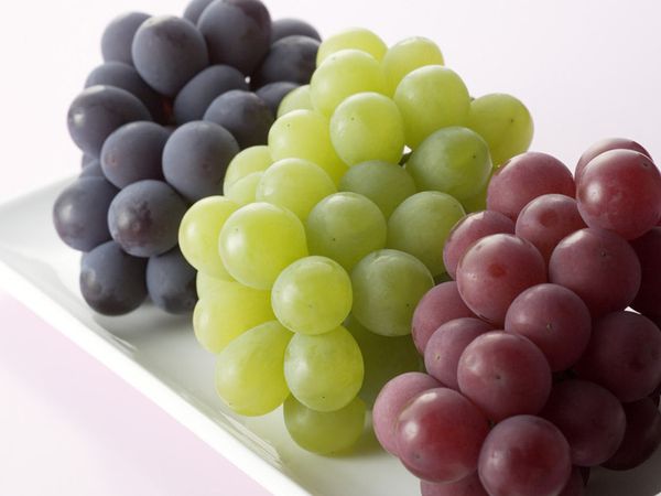 Как правильно выбрать сорт и посадить виноград