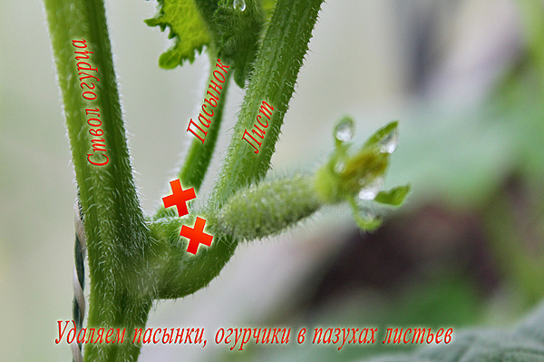 Как прищипывать огурцы разных сортов?
