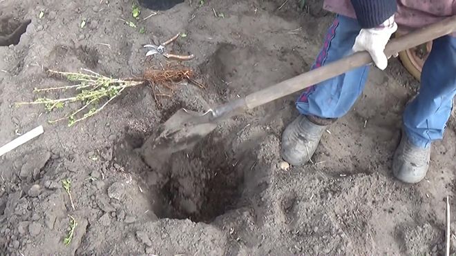 Как размножить крыжовник черенками: осенью (в сентябре), весной, летом