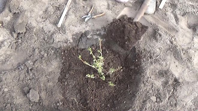 Как размножить крыжовник черенками: осенью (в сентябре), весной, летом