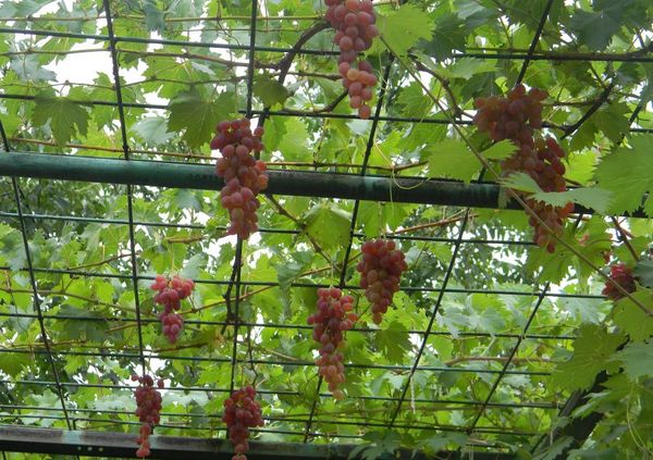Как сделать арку для винограда своими руками