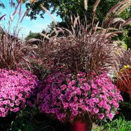 Как ухаживать за шаровидной хризантемой мультифлора: полезные советы