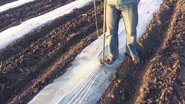 Как выбрать сорт и вырастить арбуз на Урале