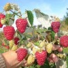 Какие сорта малины подходят для Подмосковья: лучшие сорта