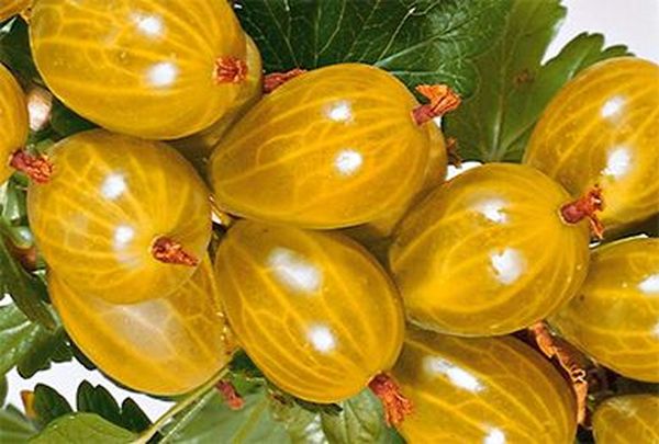 Кисло-сладкий крыжовник с медовым ароматом сорта Янтарный
