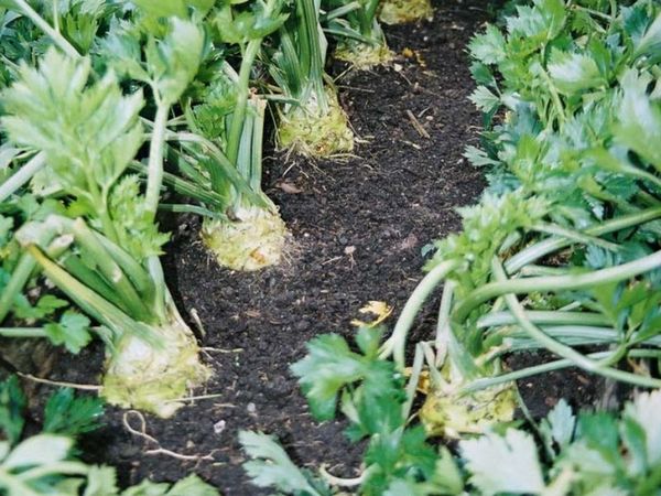 Когда убирать с грядки и как хранить корневой сельдерей