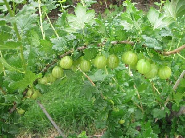 Лучшие урожайные сорта крыжовника для Подмосковья