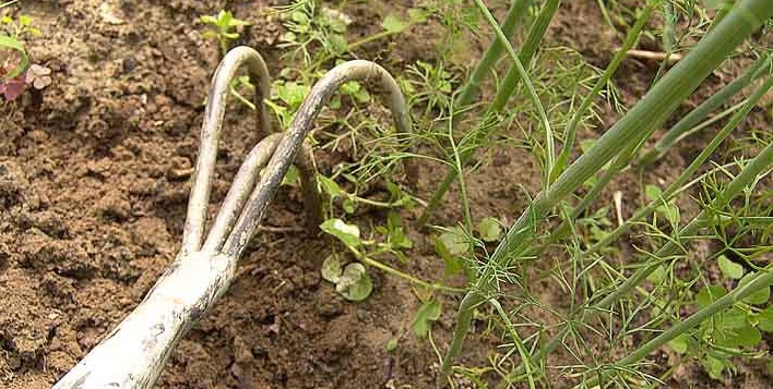 Малина “Крепыш”: описание сорта и особенности агротехники