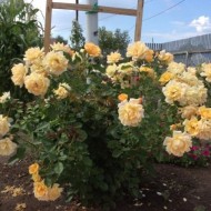 Нежность и грация в саду: тонкости посадки и ухода за плетистой розой Полька