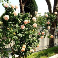 Нежность и грация в саду: тонкости посадки и ухода за плетистой розой Полька