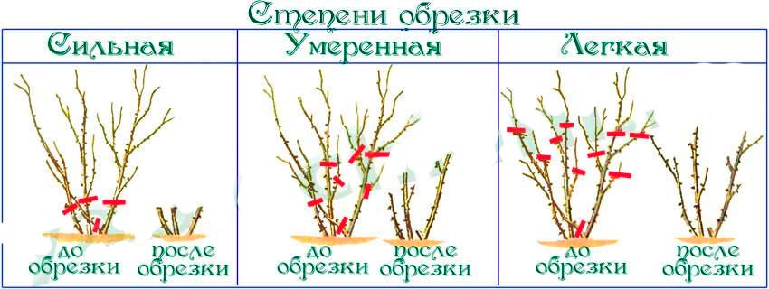 Схема плетистой розы
