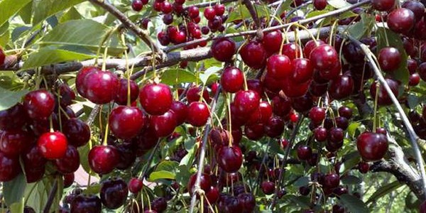 Описание морозостойкой сорта вишни Уральская рубиновая