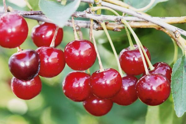 Описание морозостойкой сорта вишни Уральская рубиновая