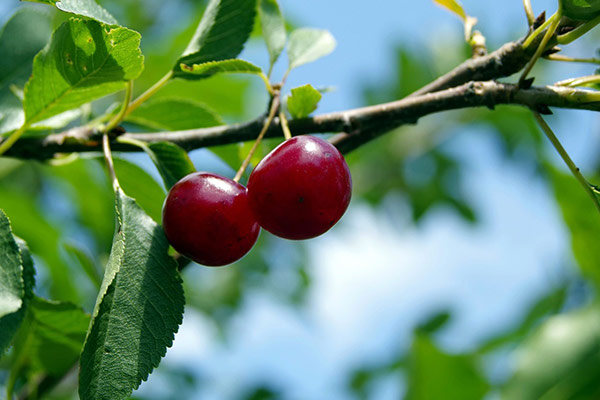 Описание неприхотливого сорта вишни Брусницына