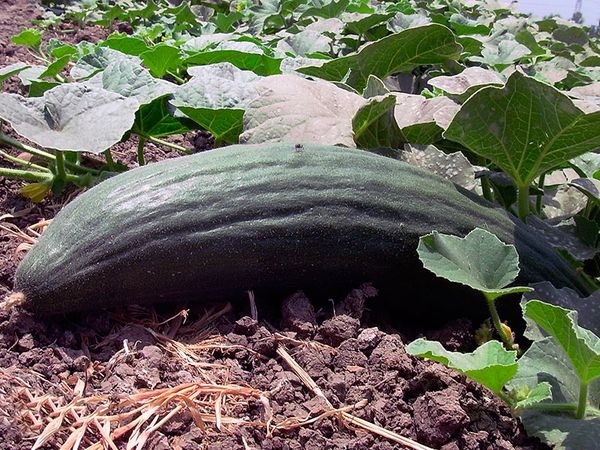 Описание змеевидной дыни со вкусом огурца