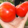 Особенности обработки томатов сывороткой