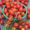 Особенности подкормки томатов во время плодоношения