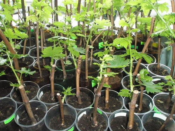 Особенности размножения смородины черенками зимой