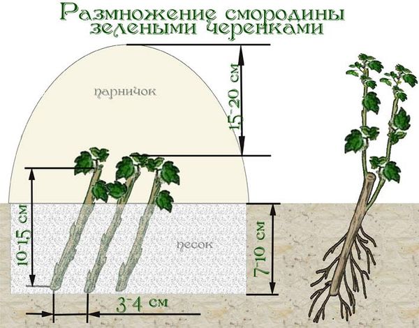 Особенности размножения смородины черенками зимой