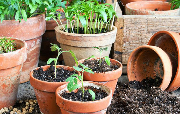 Особенности выращивания томатов семенами: советы новичкам