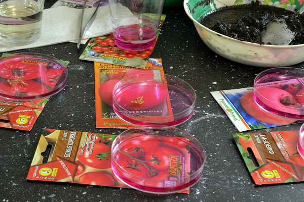 Особенности выращивания томатов семенами: советы новичкам