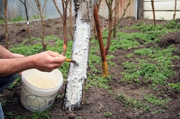 Почему груша не распускается после зимы и как спасти дерево