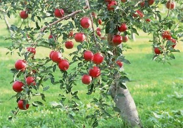 Почему листья яблони скручиваются и ржавеют