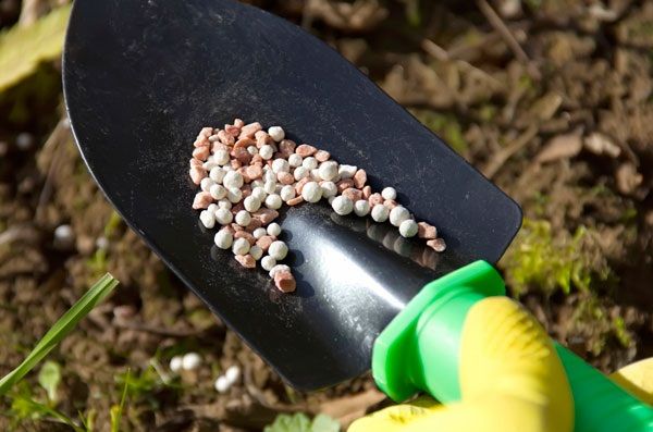 Подкормка черной и красной смородины для хорошей урожайности