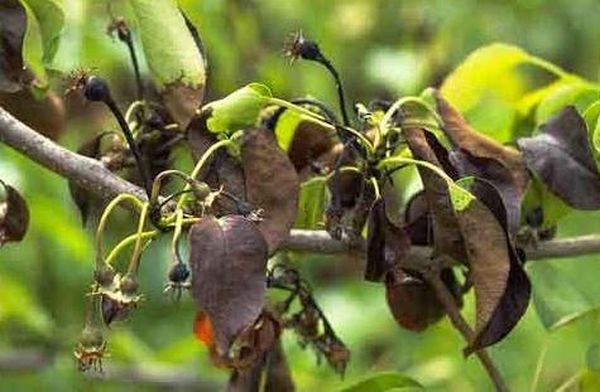 Подробное описание и рекомендации по выращиванию груши Мраморная