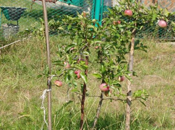 Правила проведения пересадки яблони весной на новое место