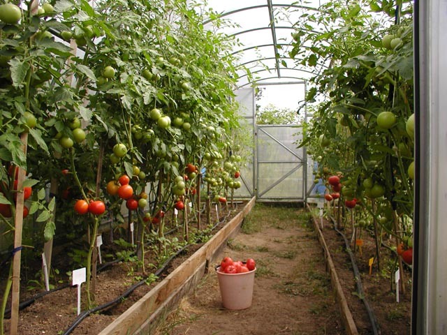 Сладкие сорта томатов – подробный обзор сортов