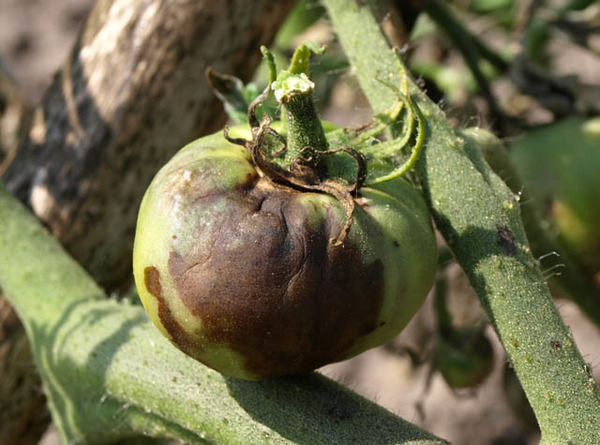Сорт томата «Клубничное дерево»: описание гибрида