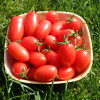 Сорт томата “Маруся” – украшение вашей грядки